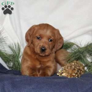 Cupid, Labrador Mix Puppy